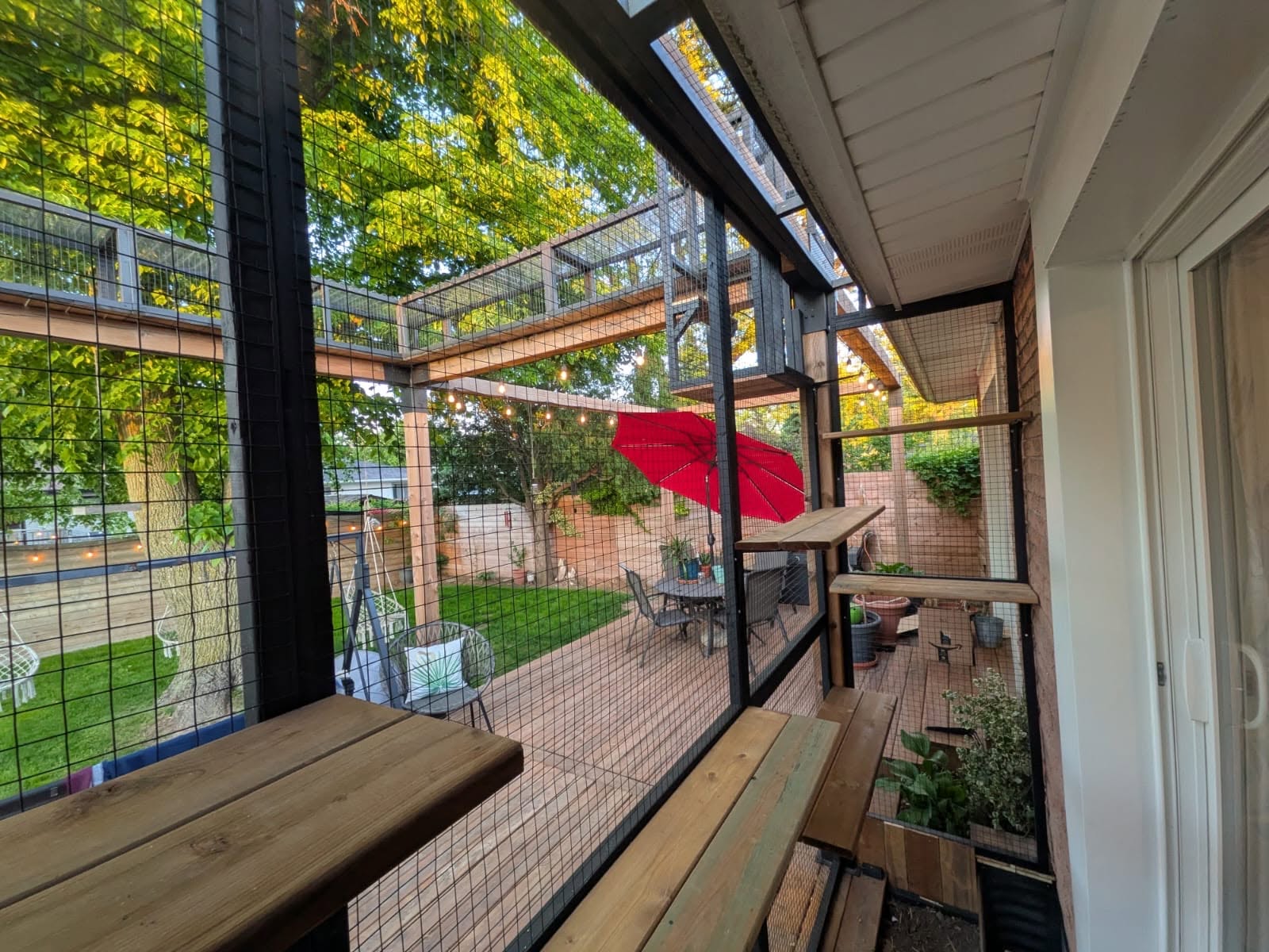 View from inside a deck catio, with wooden perches and an overhead runway leading out over the yard